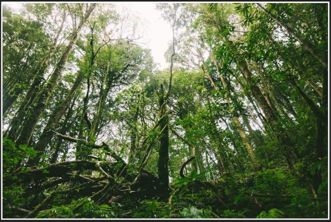 District Level Wildlife Crime Control Sub-Unit ten nungcha leh ramngaw humhalhpui turin mipuite ngen